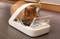Oranžová mačka je krmená z kŕmneho automatu s priehľadným krytom vo vnútornom priestore.