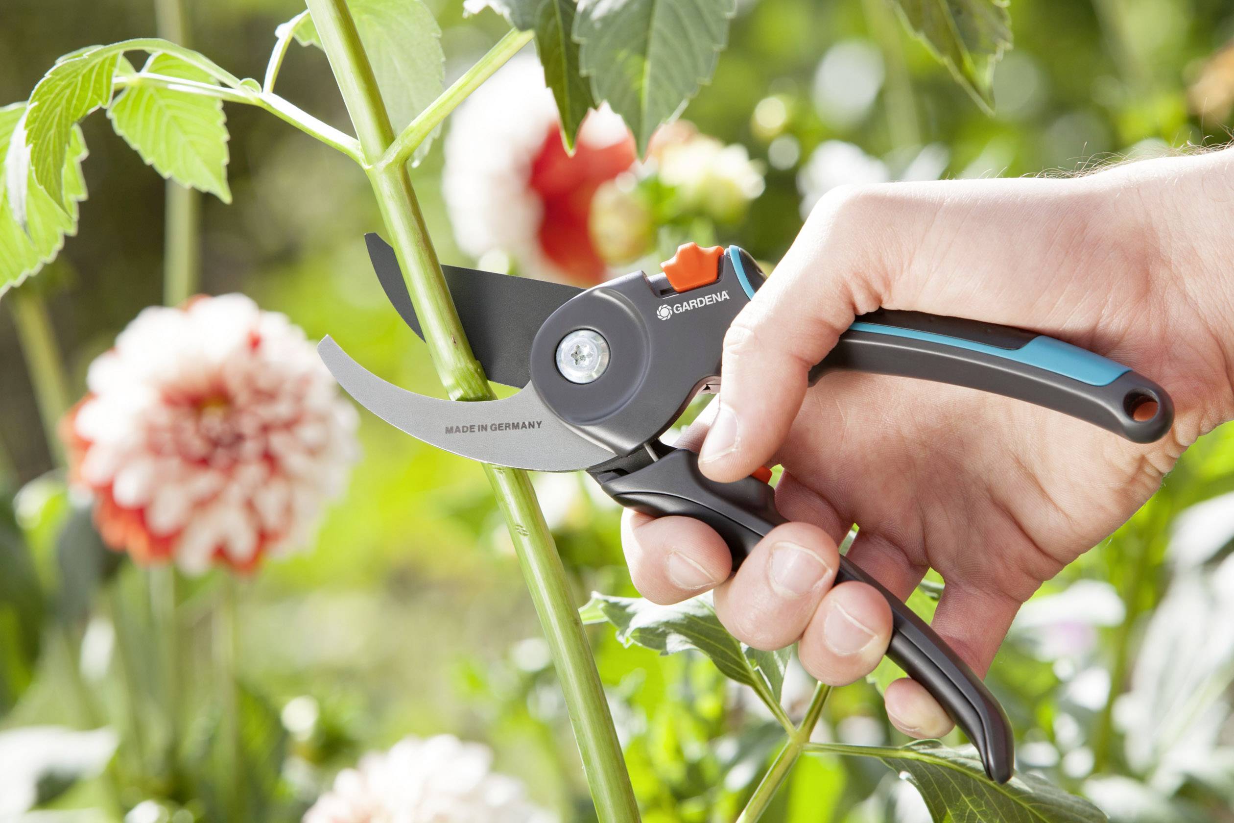 Jedna ruka drží záhradnícke nožnice a strihá zelené stonku v záhrade. V pozadí sú rozmazané červené a biele kvety.