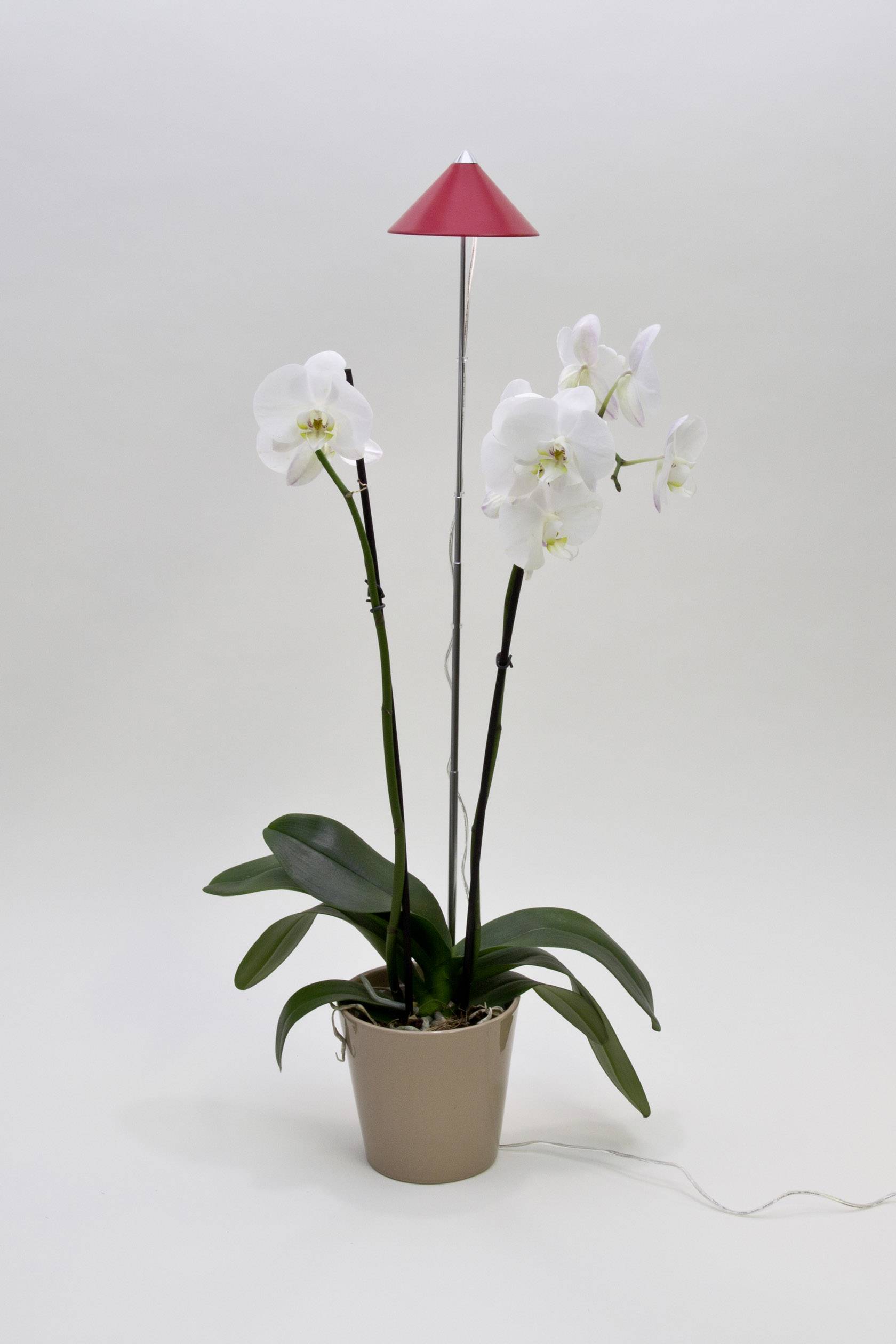 Biela orchidea v kvetináči s červenou, lampovitou tyčou, ktorá vyčnieva nad ňou.