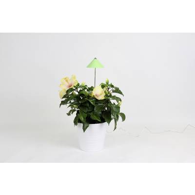 Venso LED lampa na rastliny SUNLiTE   pevne zabudované LED osvetlenie 7 W  neutrálna biela   1 ks