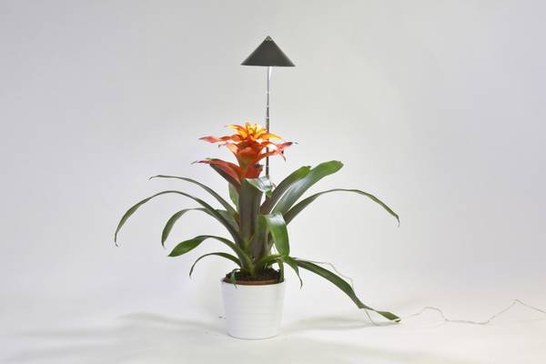 Venso LED lampa na rastliny SUNLiTE   pevne zabudované LED osvetlenie 7 W  neutrálna biela   1 ks