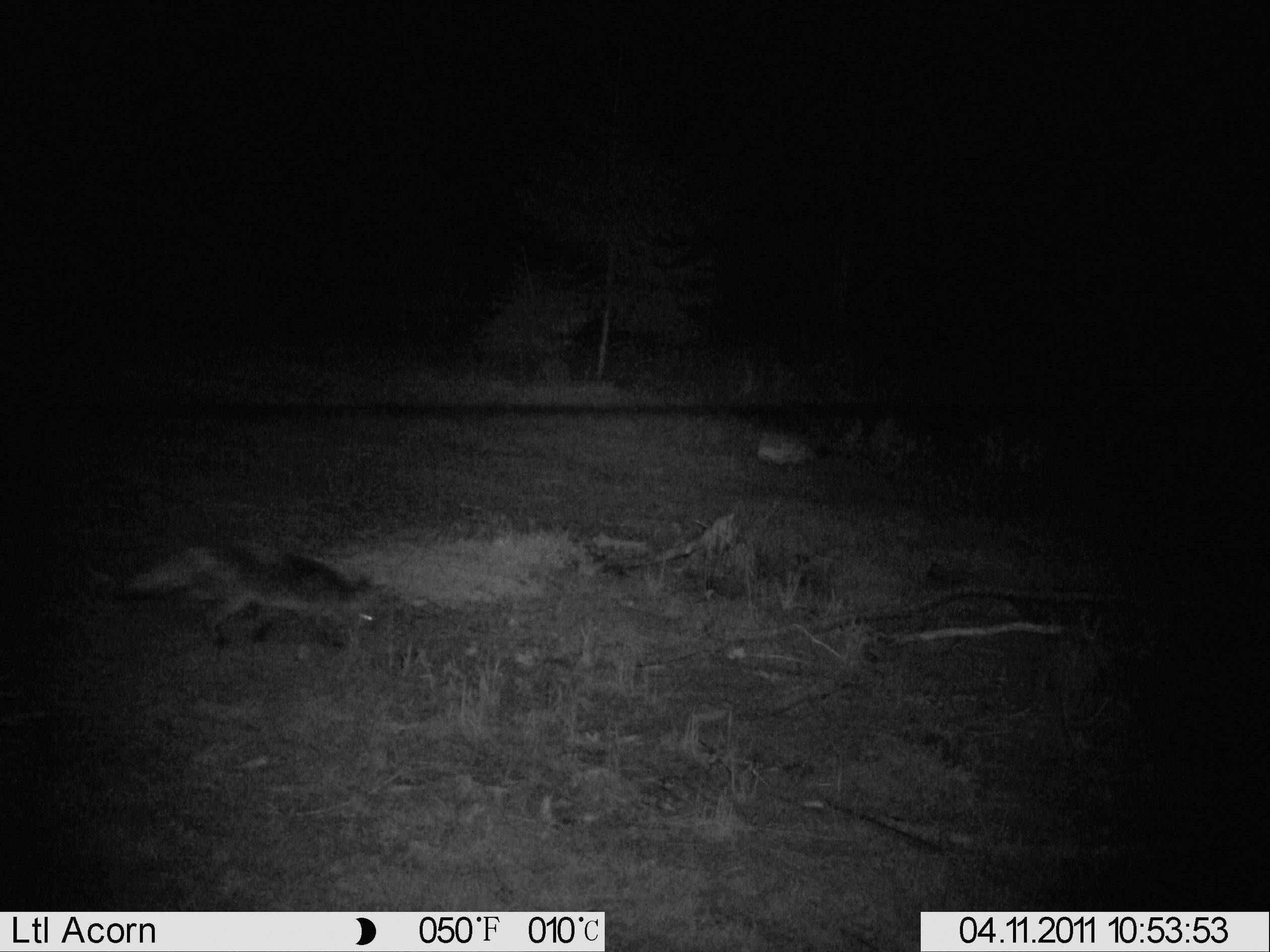 Čiernobiely obraz z fotopaste v noci zachytáva zvieratá v lese. Dátum a čas: 04.11.2011, 10:53:53. Údaj o teplote v spodnom pravom rohu.