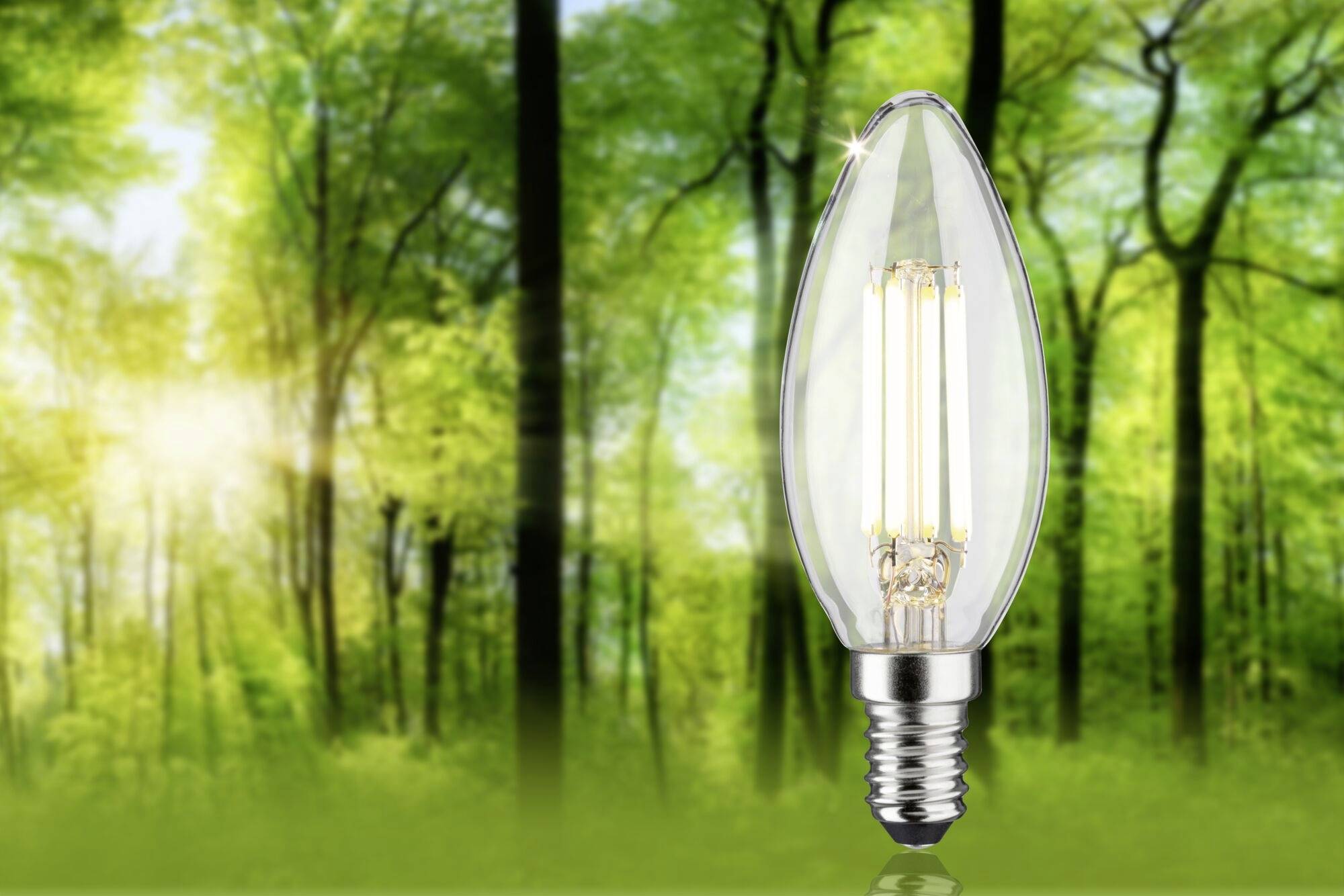 Žarnica visi v zelenem gozdu pri dnevni svetlobi. Simbolizira trajnostnost in okolju prijazno energijo.