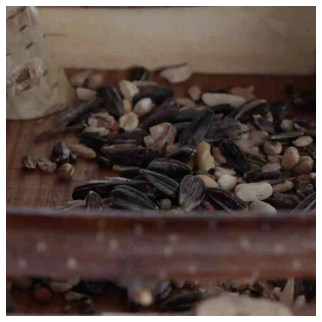 Sončnična semena in mešani oreščki, raztreseni po leseni površini, znotraj krmilnice za ptice.