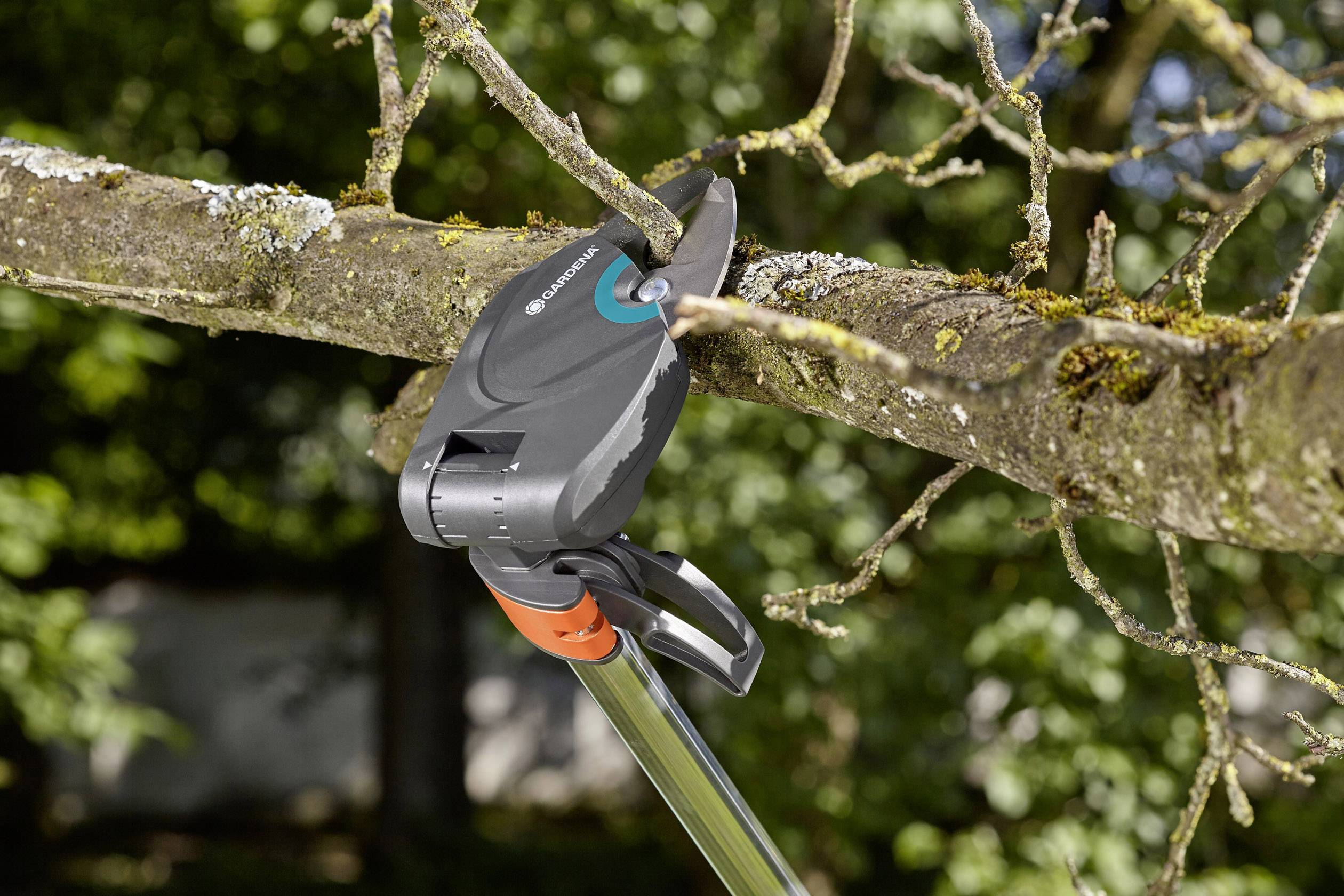 Škarje za veje sekajo debelo vejo na drevesu. List je odprt in segajoč v vejo, medtem ko sonce sveti skozi listje.