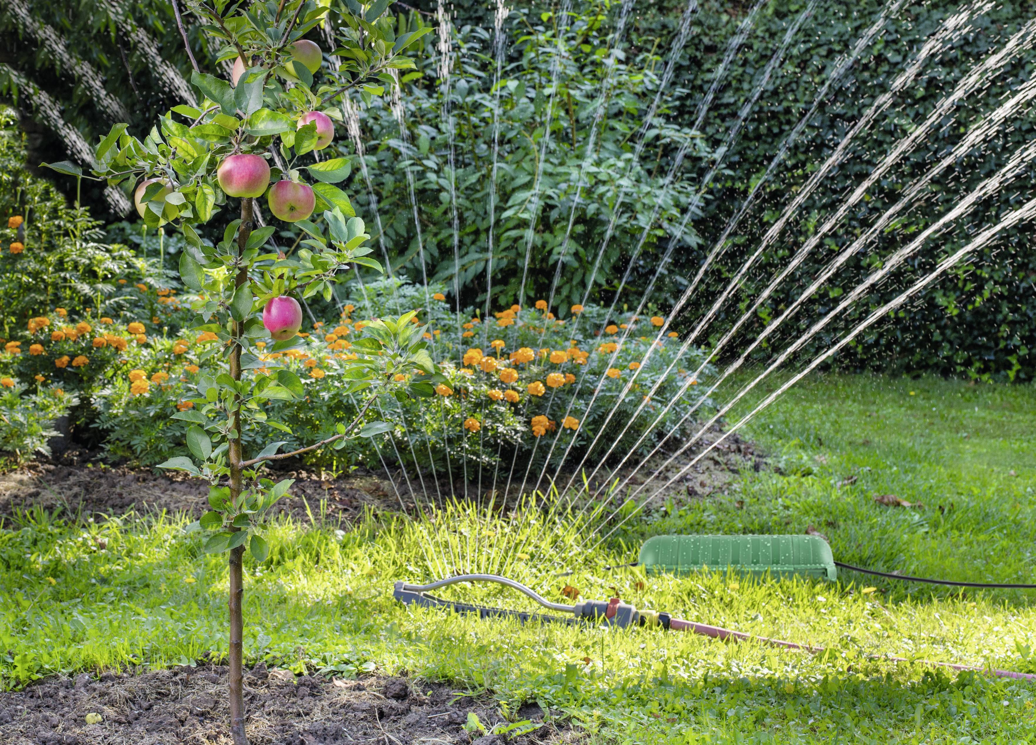 En ung äppelträd med röda frukter vattnas av en sprinkler i trädgården, omgiven av blomsterrabatter och grön gräsmatta.