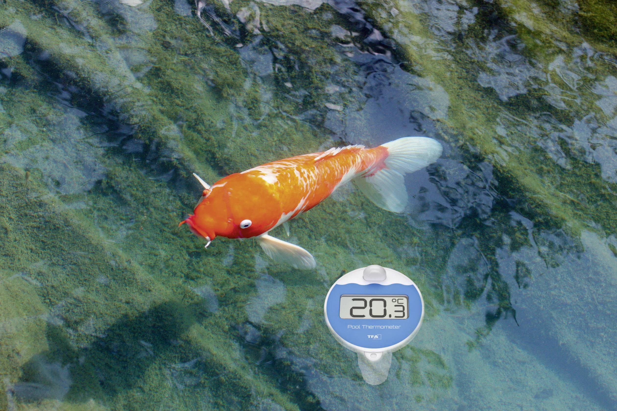 En Koi-fisk simmar i klart vatten. Bredvid den visar en digital termometer en vattentemperatur på 20,3 grader Celsius.
