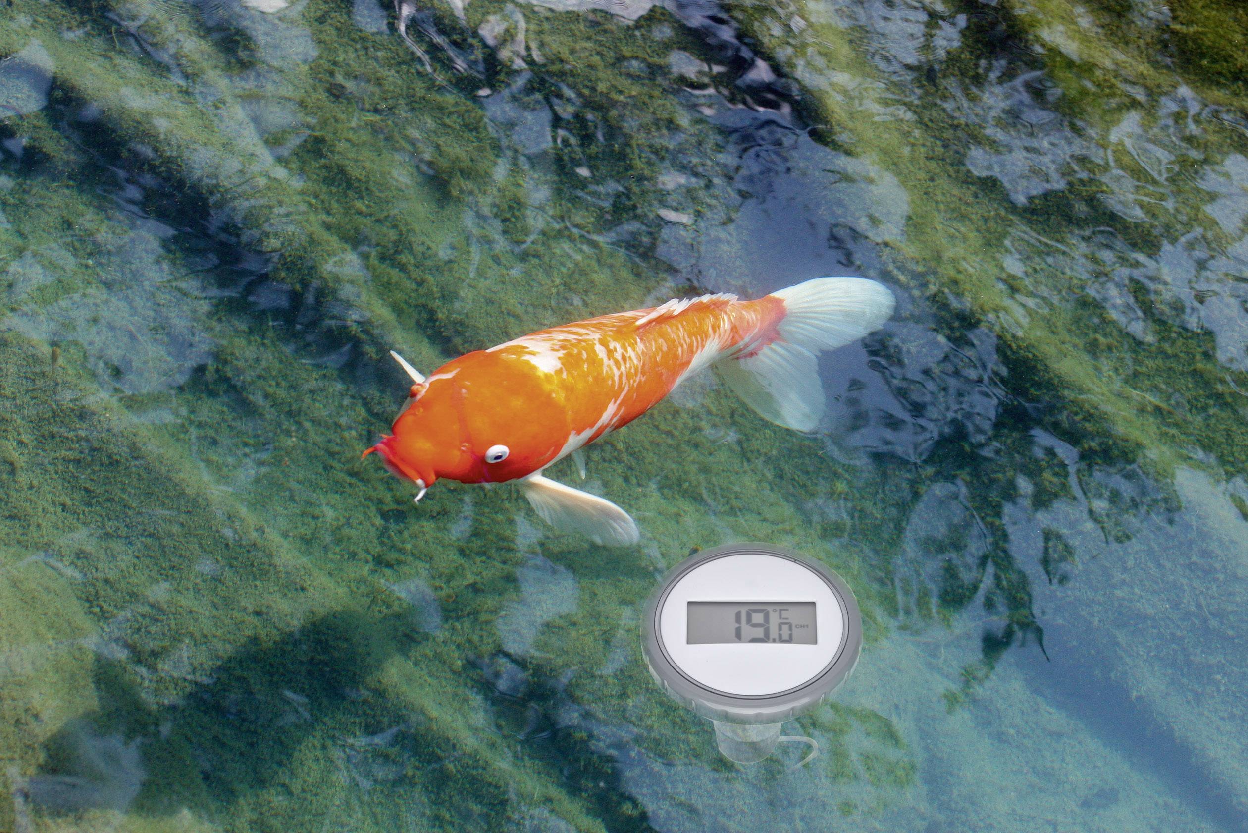 En orange-vit koi simmar i klart vatten. Under den ett digitalt termometer som visar '19,6°C'.