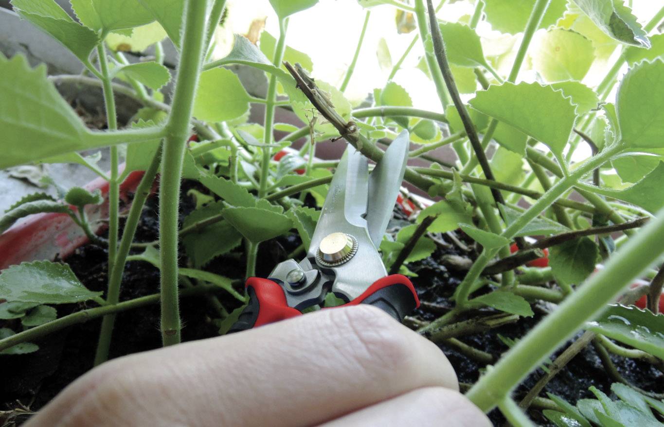 En hand med en trädgårdssax klipper en tunn gren mitt bland gröna växter i en blomkruka.
