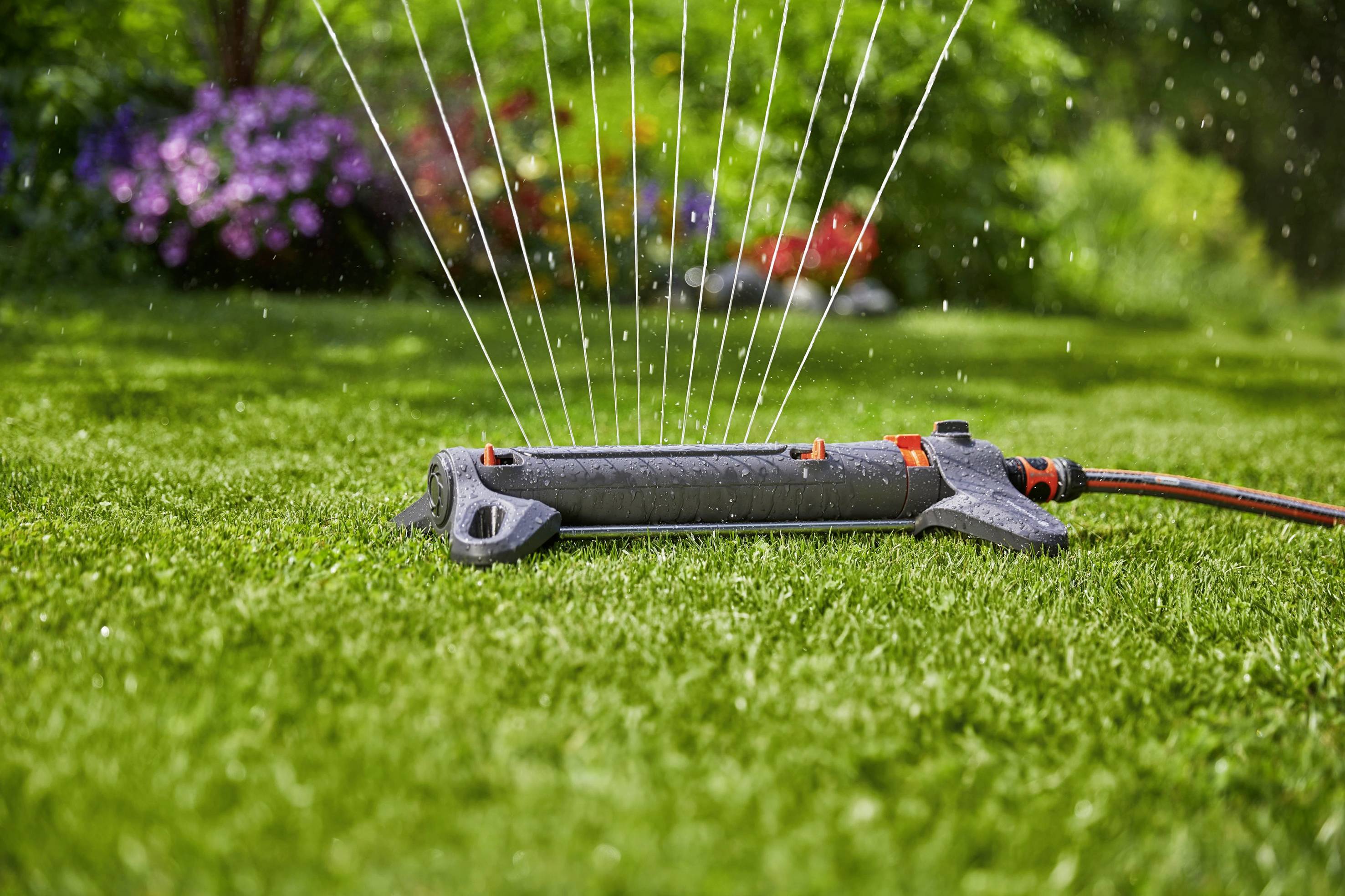 En trädgårdssprinkler vattnar en grön gräsmatta i trädgården, medan blommande rabatter syns i bakgrunden.