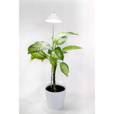 En grön växt i en vit kruka står under en liten lampa riktad nedåt.