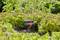 En spridare vattnar en frodig salladsodling med jämna vattenstrålar för att främja växternas tillväxt.