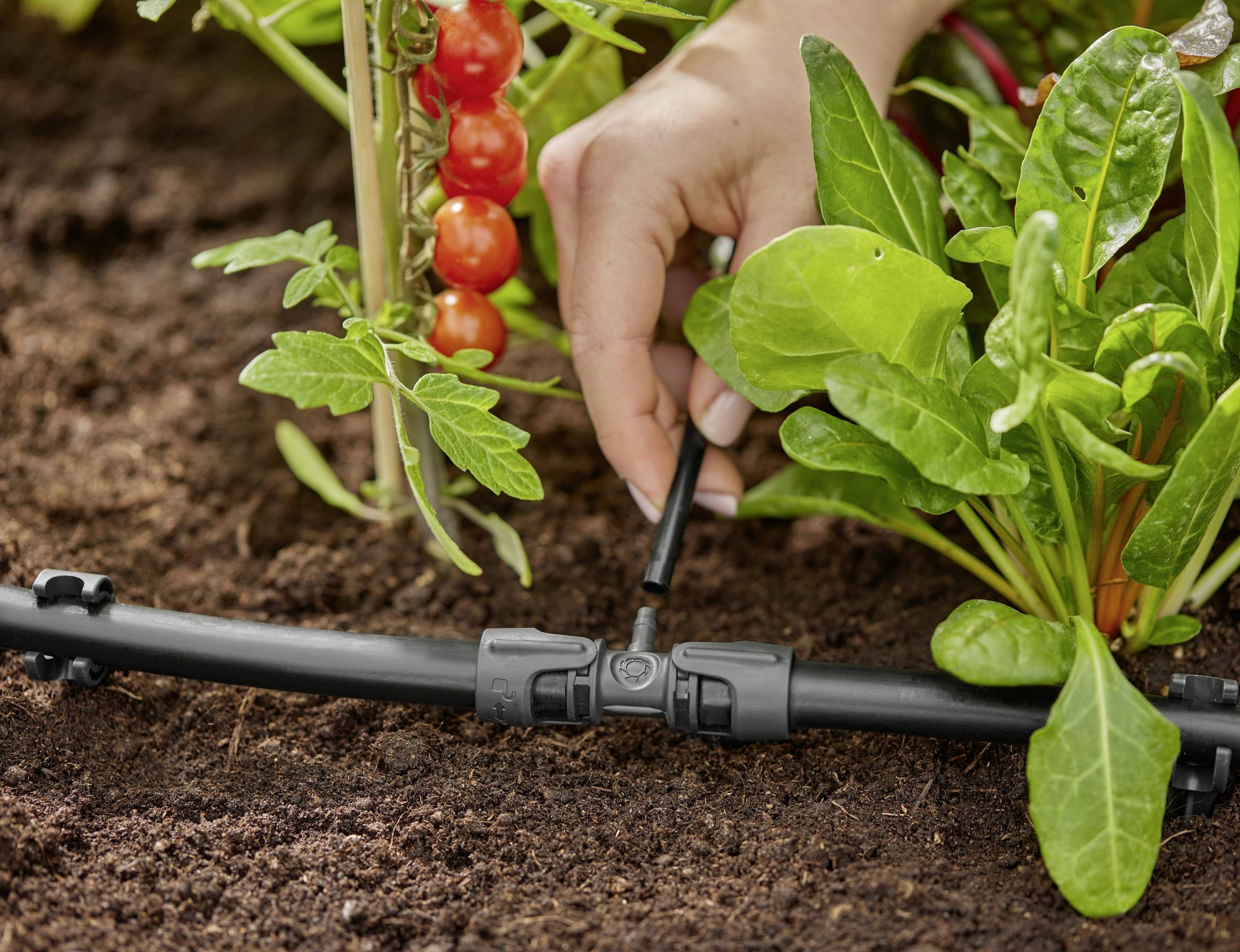 En person justerar ett trädgårdsbevattningssystem bland tomatplantor och bladgrönsaker och säkerställer vattenflödet för optimal växternas tillväxt.