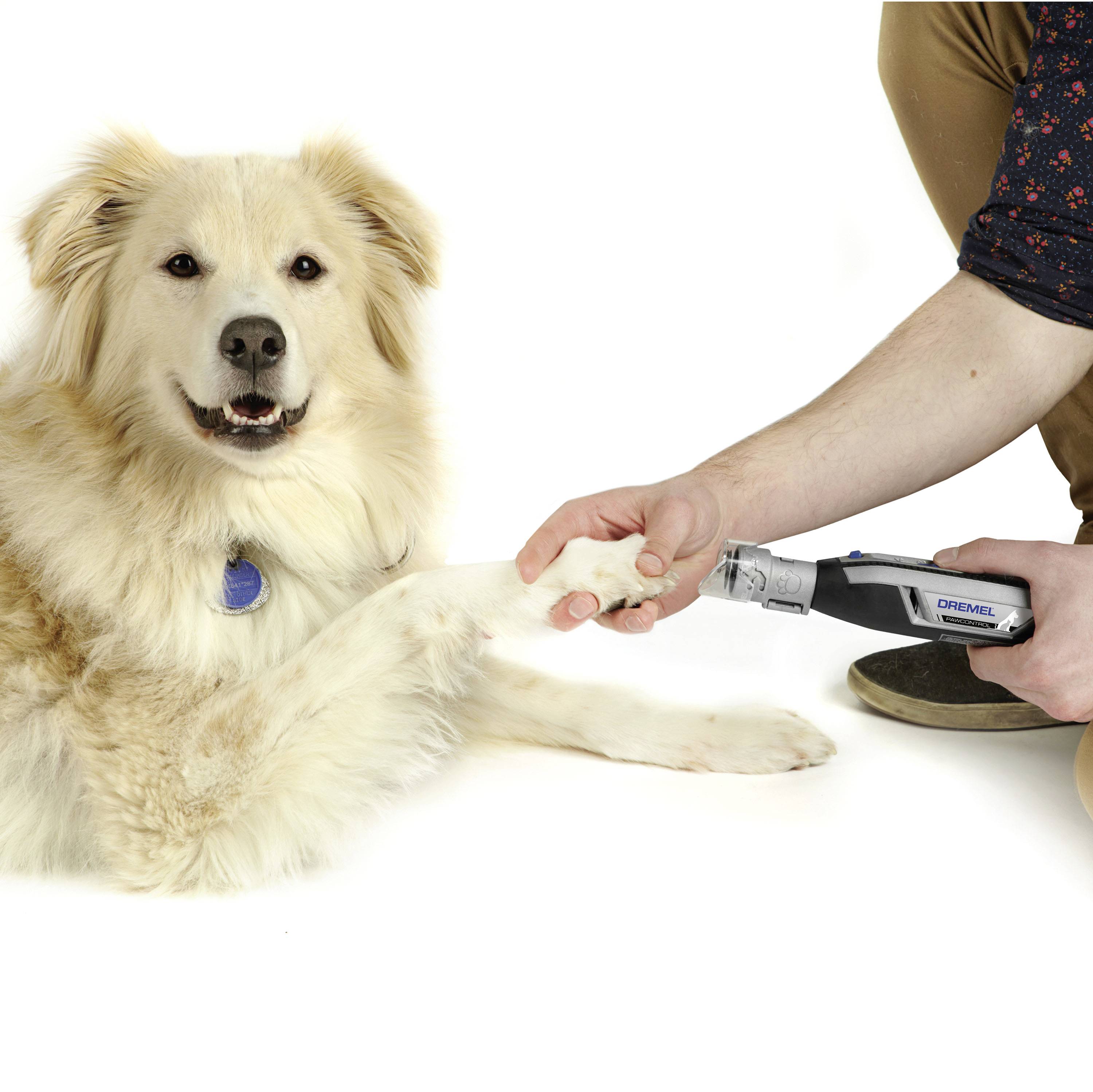 En hund ligger stilla medan någon klipper hans klor med ett elektriskt verktyg.