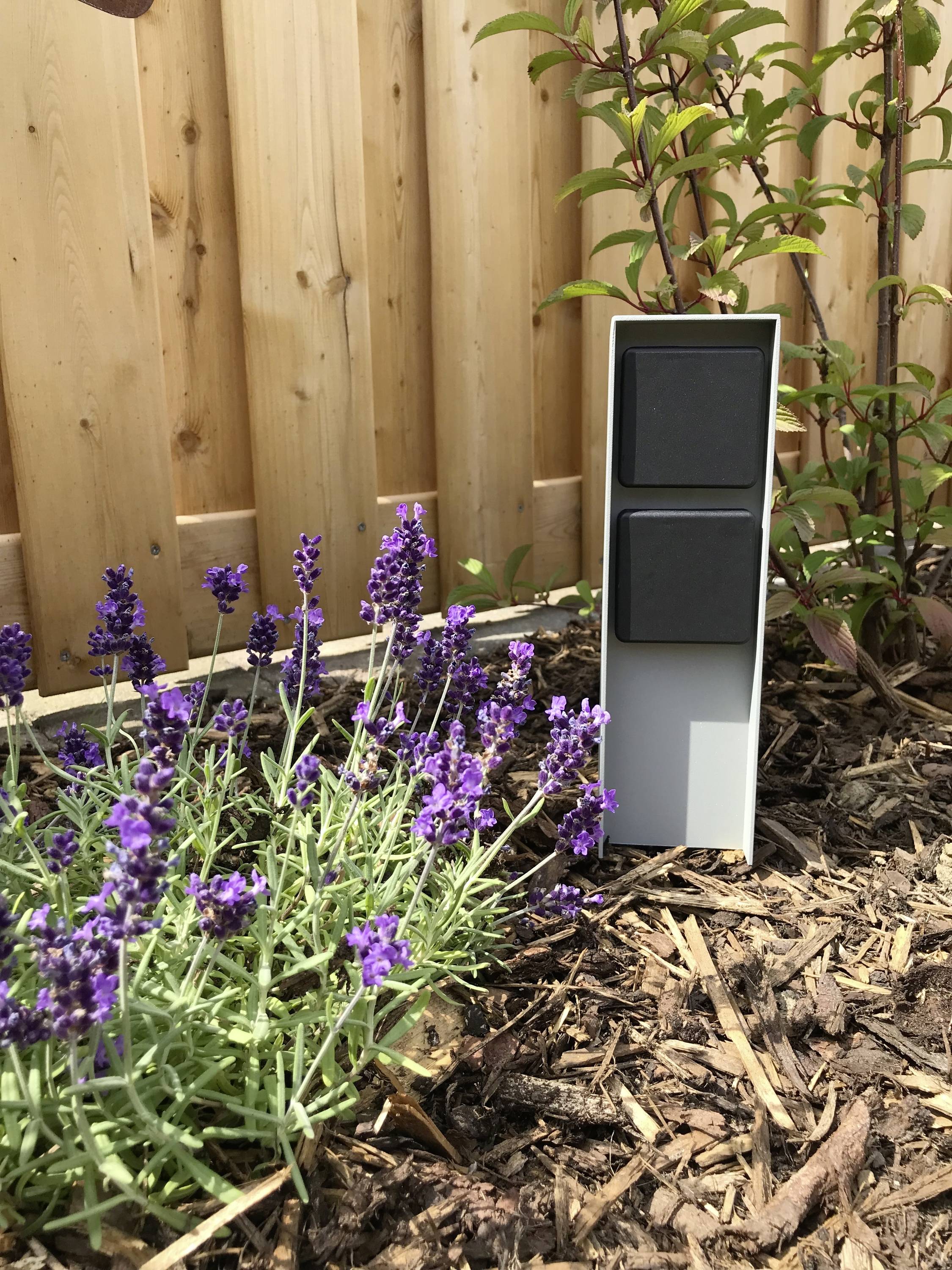 Lila lavendelblommor i en trädgårdsrabatt framför ett trästaket. Bredvid står en grå vertikal stele med två svarta insatser.