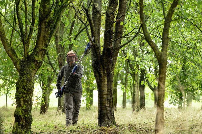 En person i skogen klipper grenar med en lång grensax. Skyddsutrustning inklusive hjälm bärs. Träd omger scenen.