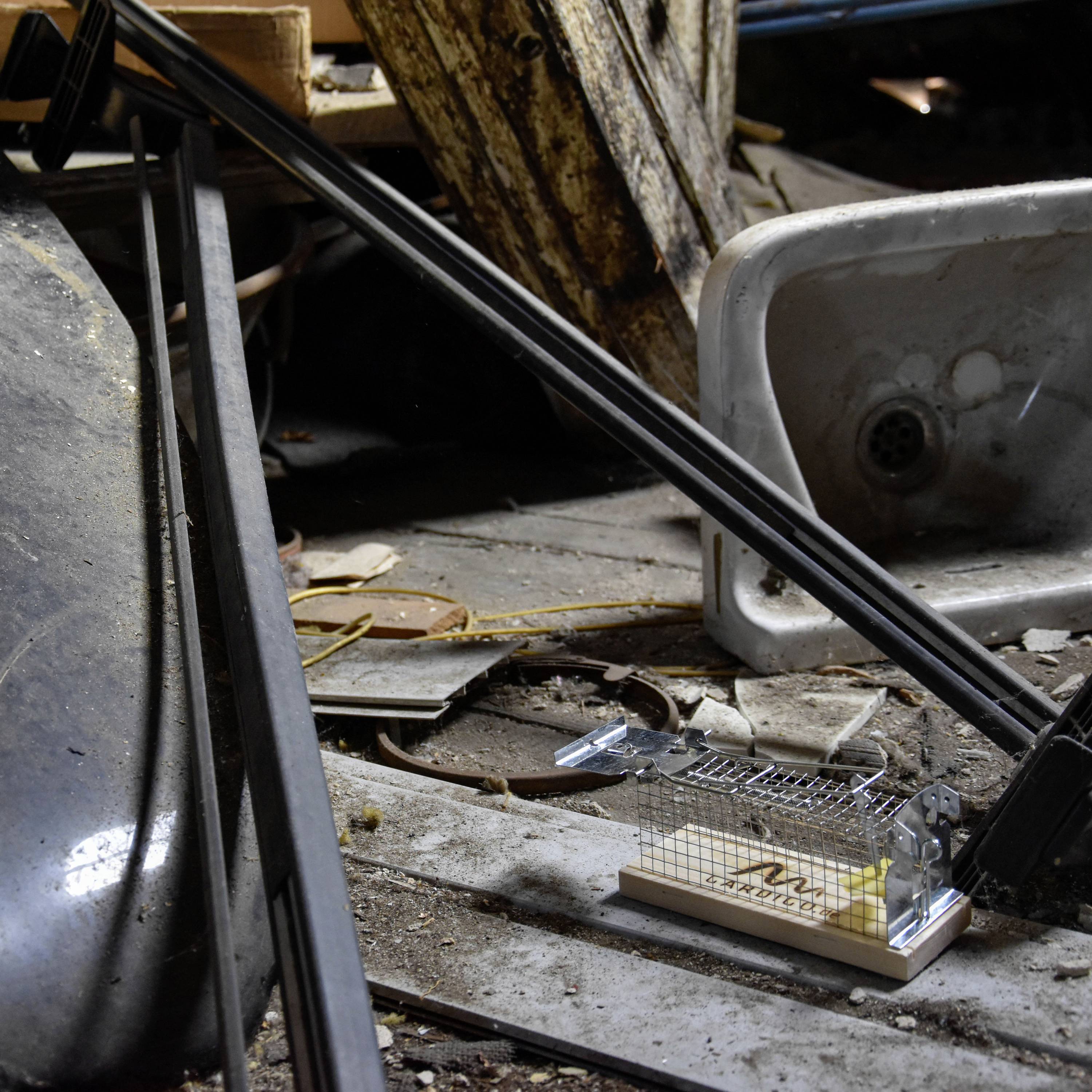 Avfyrad musfälla med ost i en gammal, förfallen verkstad med ett trasigt handfat i bakgrunden.