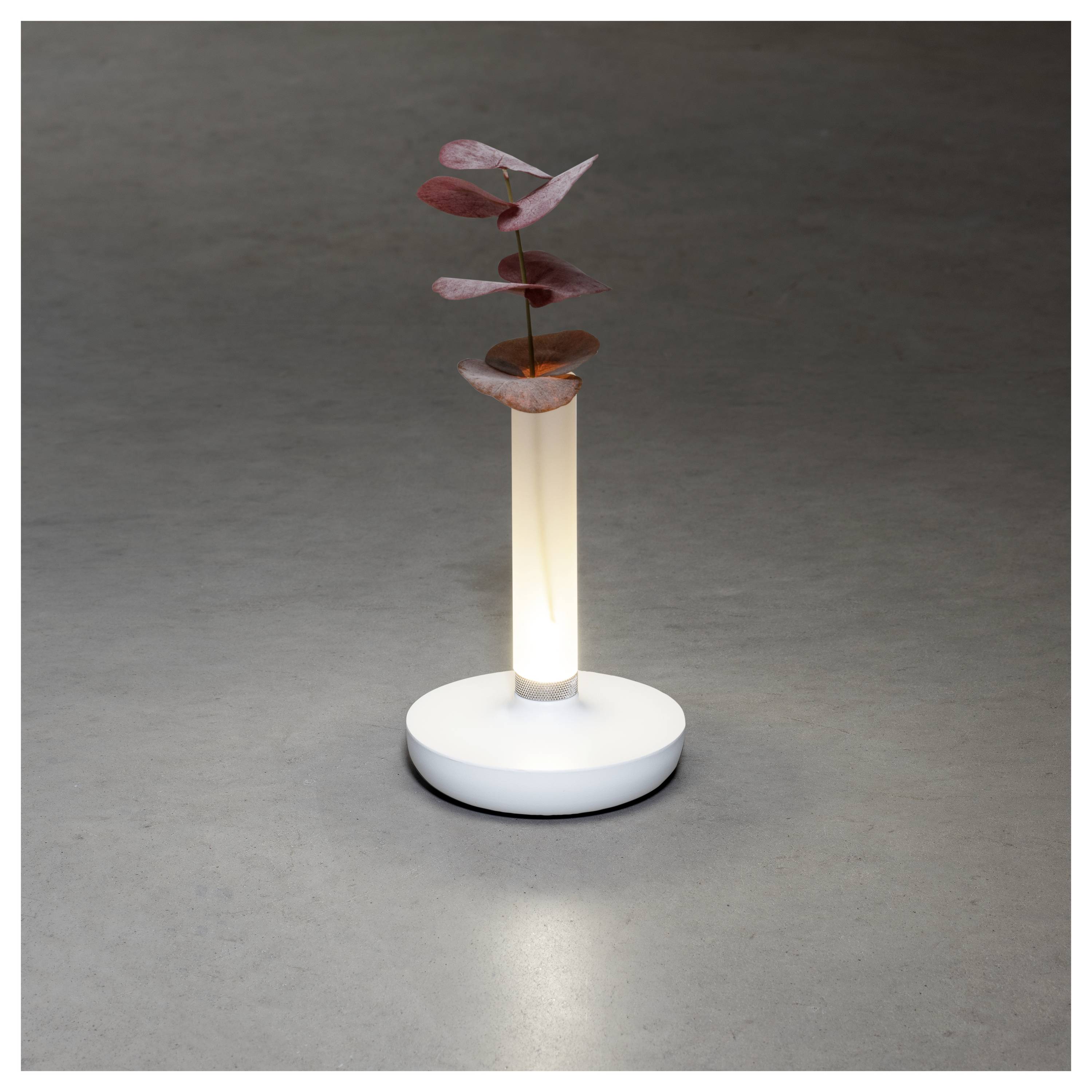 En minimalistisk lampa med en vit bas belyser en enda, vertikal stam som håller rödaktigt rosa blad i ett cylindriskt glasfäste.