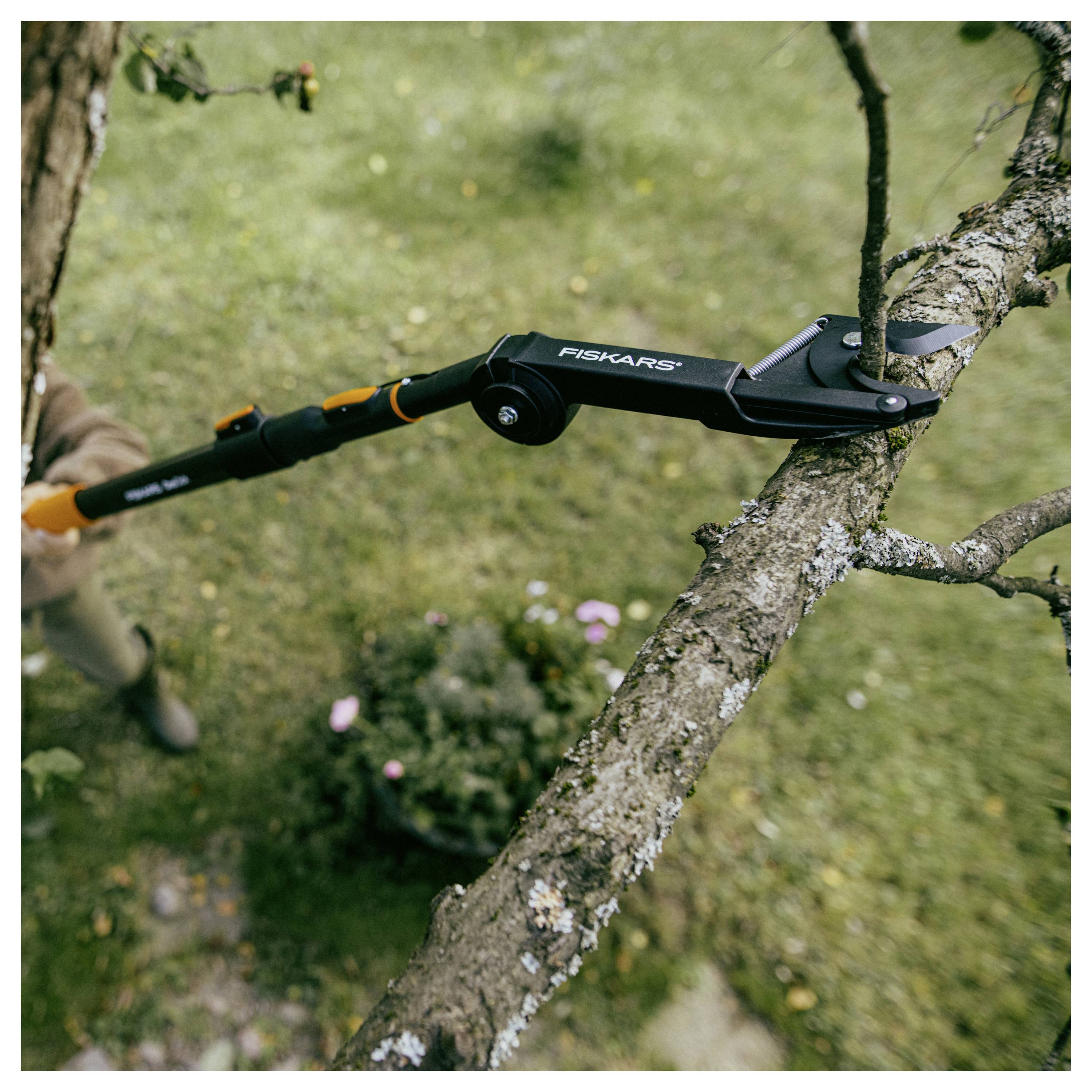 Fiskars teleskopsåg skär en trädgren i en trädgård, med verktyget fäst omkring grenen.