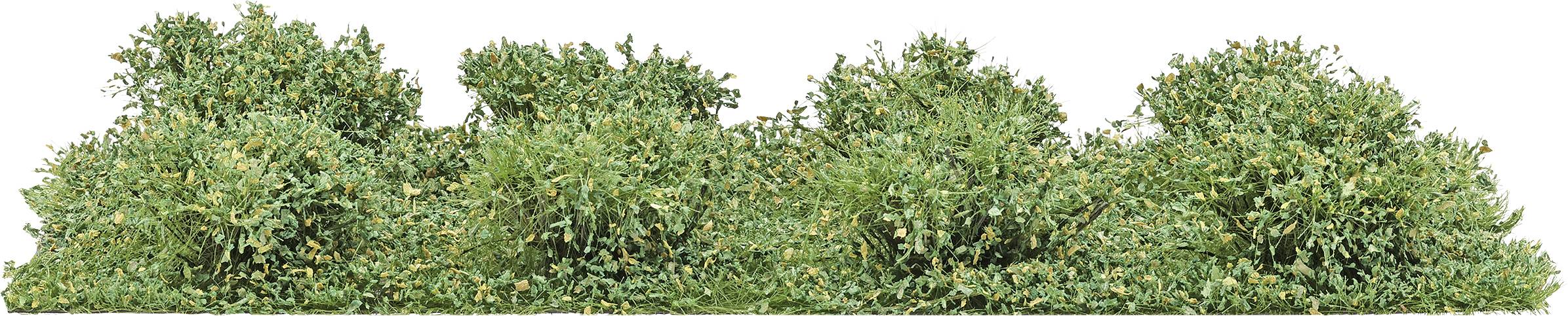 En rad av täta gröna buskage eller häckväxter med små gul-orange blommor, visad som en kontinuerlig landskapsformningskant.