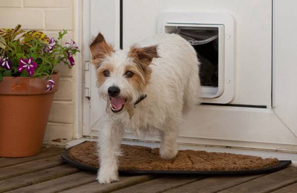 En liten, glatt såg ut hund med vitt päls och bruna fläckar kliver in genom en hundbåge i en vit dörr.