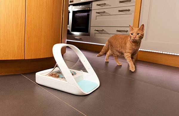 En orangefärgad katt går på ett brunt golv i ett kök. En automatisk matare med mat står framför henne.