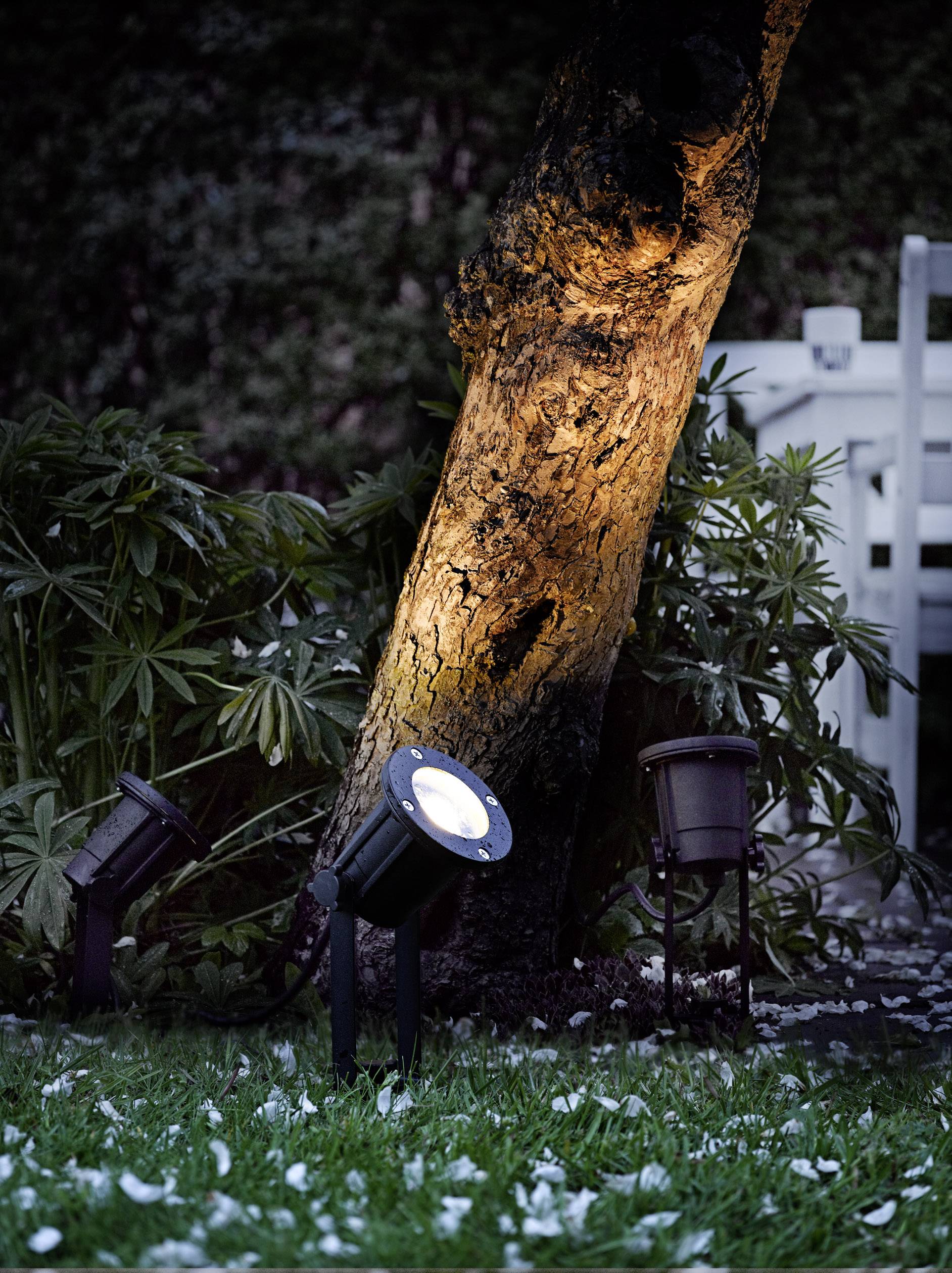 En belyst trädstam i en trädgård, omgiven av växter och gräs. Tre trädgårdslampor lyser upp trädet.