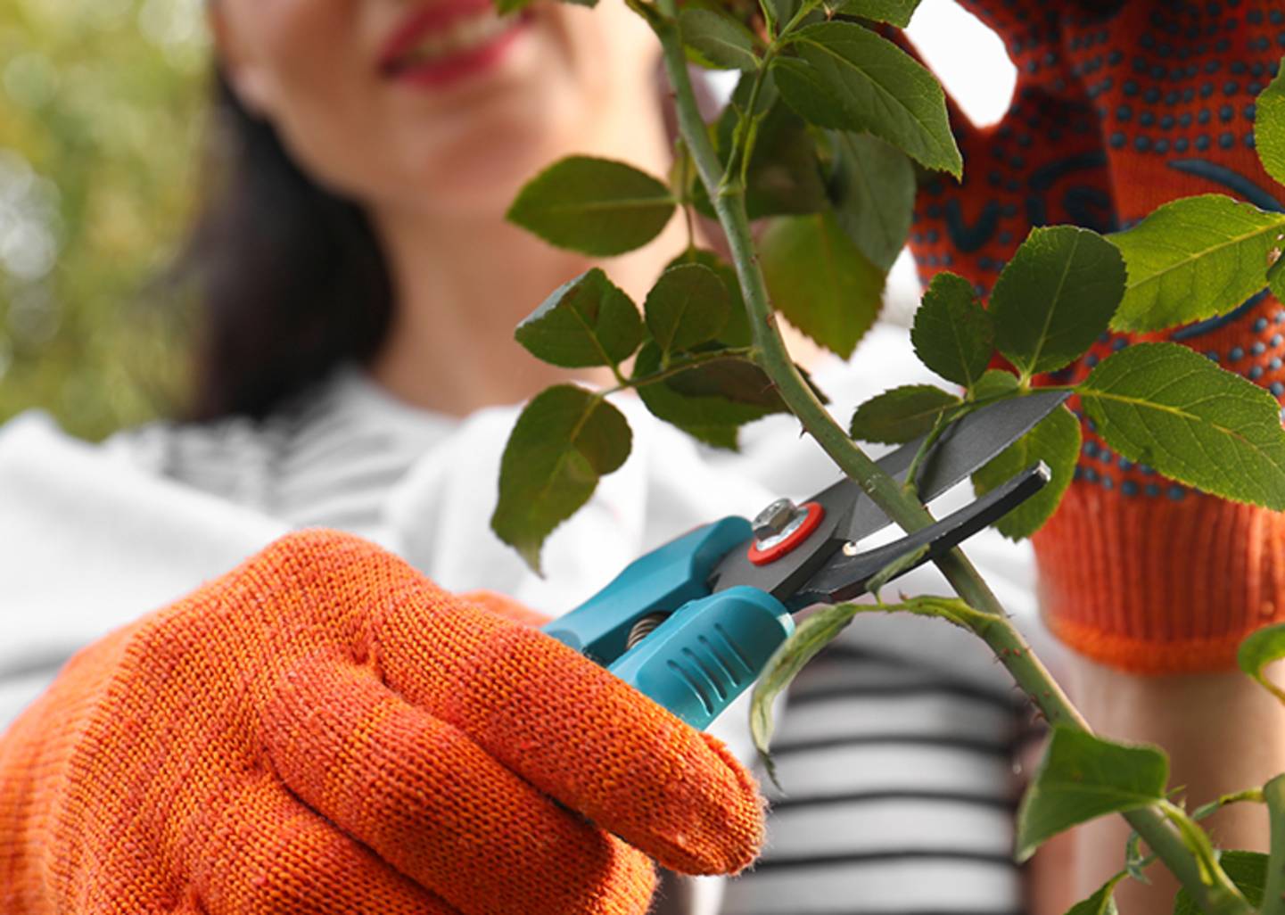 Gartenpflege - Zeit den Garten auszuwintern →