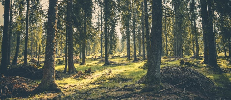 Forstwirtschaft 4.0 - Bäume ein einem Wald