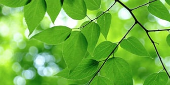 Das Bild zeigt die Nahaufnahme von einem Ast mit gesunden, grünen Blättern.