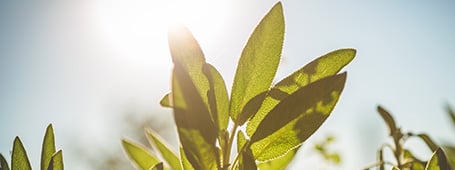 Environment & Disposal