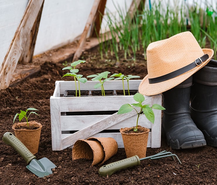Junge Pflanzen in Töpfen und Holzkiste im Gewächshaus neben Gartenschaufel, Handrechen, Gummistiefeln und Strohhut auf frischer Erde.