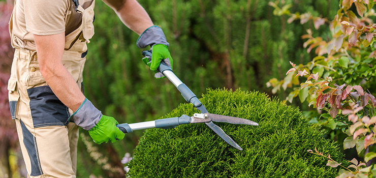 Person schneidet mit einer Heckenschere einen grünen Strauch im Garten in Form.