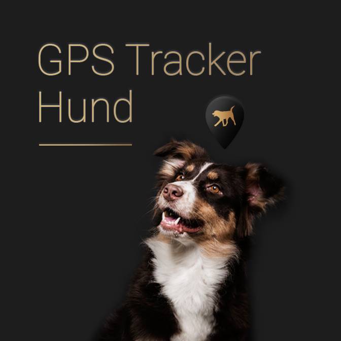  Dunkle Kachel mit dem Text "GPS Tracker Hund" und einer Abbildung eines Hundes. Weiterleitung zu einer Produktseite über  Hunde Tracker.