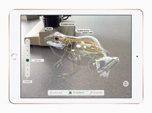 3D-Anatomie-App auf einem iPad zeigt das Nervensystem eines Frosches. AR-Lernen für Biologie und Medizin.