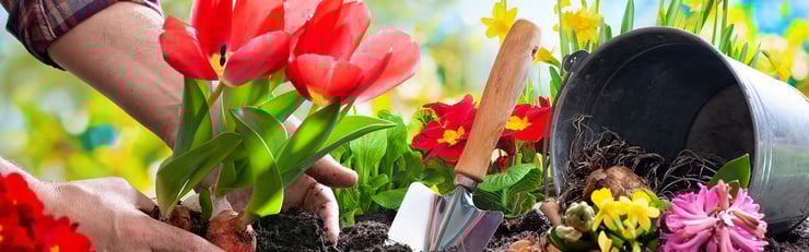 Hände pflanzen rote Tulpen in dunkle Erde, daneben stehen eine kleine Gartenschaufel, Blumenzwiebeln und ein umgekippter Pflanztopf mit Frühlingsblumen.