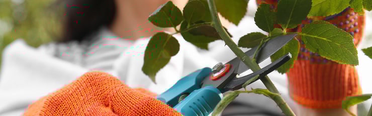 Person mit orangefarbenen Handschuhen schneidet einen Rosenstrauch mit einer Gartenschere.