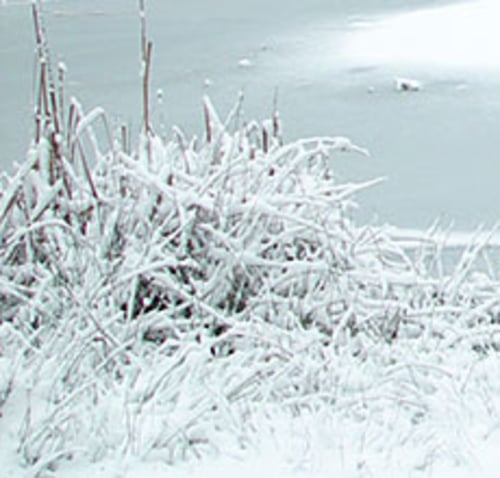 gartenteich