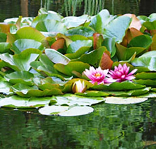 gartenteich