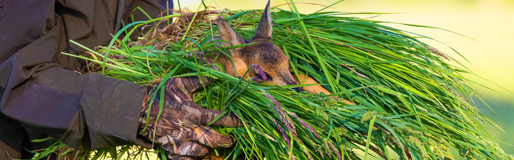 Eine Person in Tarnkleidung trägt ein Rehkitz, das in frisches Gras eingewickelt ist.