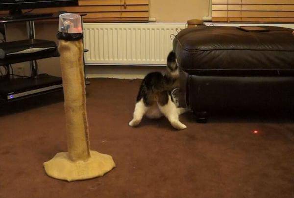 La tour laser pour chat !