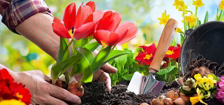Des mains plantent des tulipes rouges dans la terre sombre du jardin, à côté desquelles se trouvent des bulbes, une petite pelle et des fleurs printanières colorées.