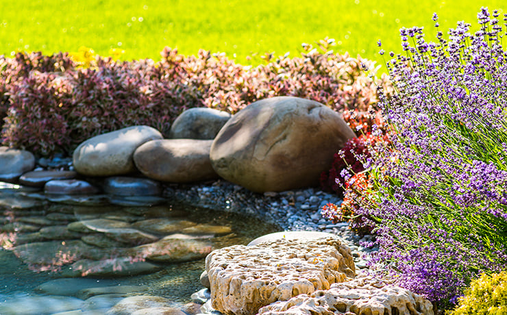 Un jardin bien entretenu avec un étang, des pierres et des plantes à fleurs, comme la lavande, baignées de soleil.