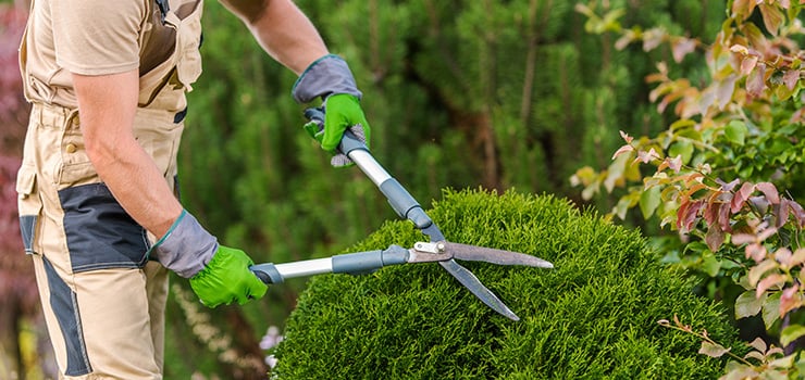 Une personne taille un arbuste vert dans le jardin à l'aide d'un sécateur.