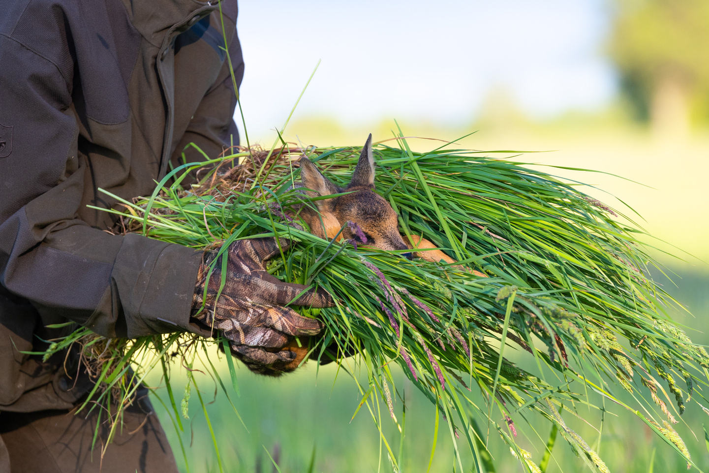 Sauvetage de faons en agriculture