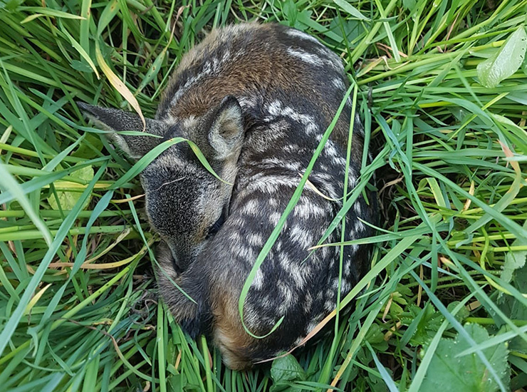 Un faon recroquevillé est bien camouflé dans les hautes herbes vertes.