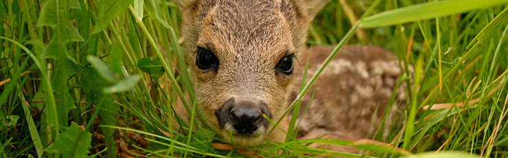 Un faon est tapi dans les hautes herbes et regarde directement l’objectif.