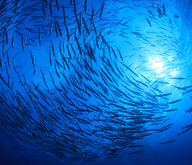 De superbes images même sous l'eau – Caméra submersible →