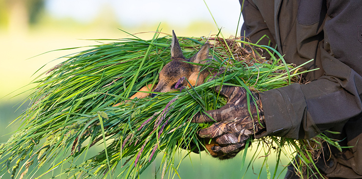 Une personne en tenue de camouflage porte un faon enveloppé dans de l’herbe fraîche.